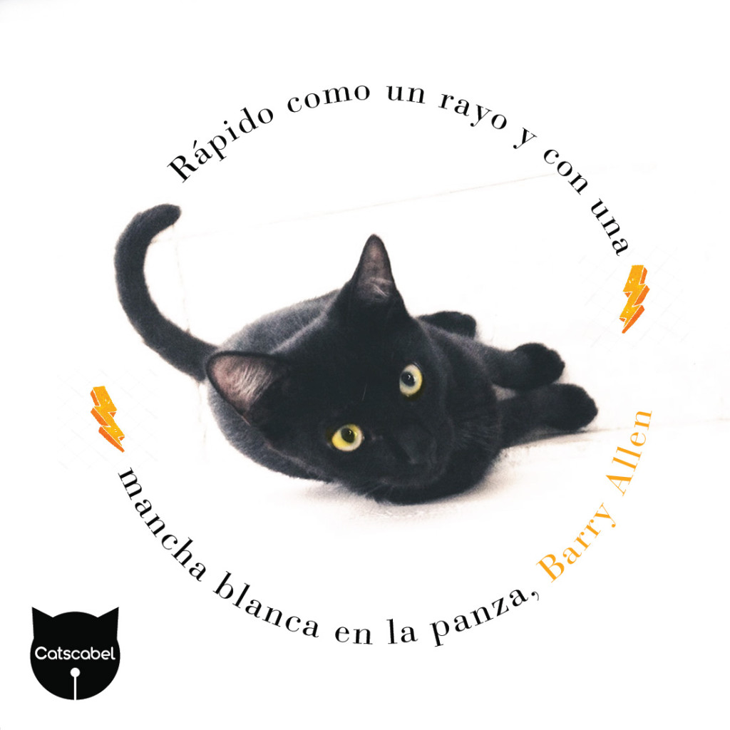 Semana del gato negro-03