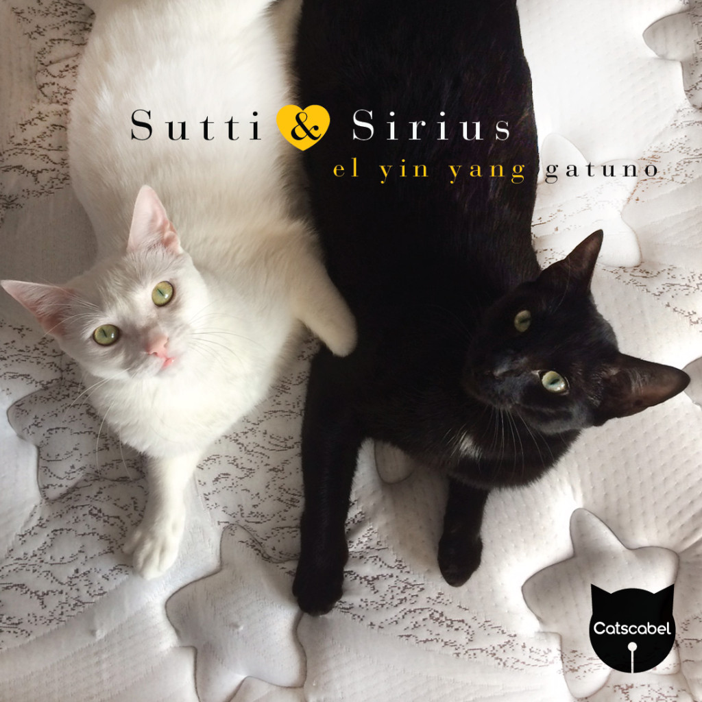 Semana del gato negro-04