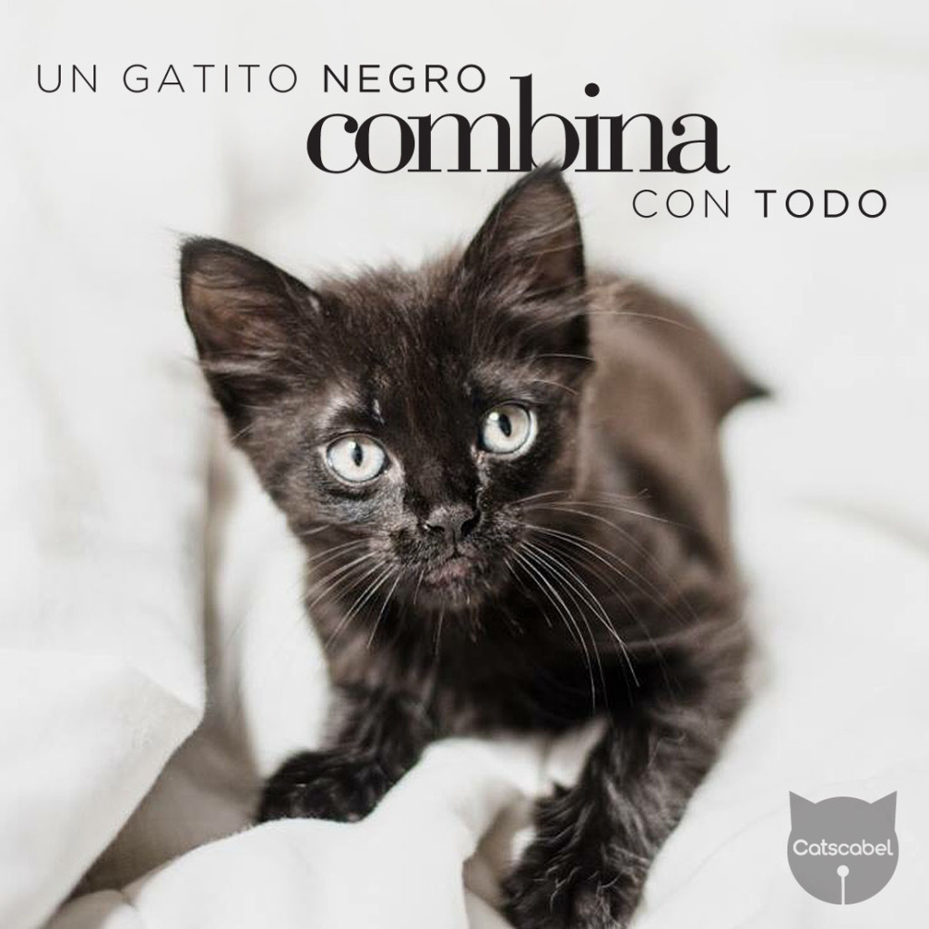 adopta un gato negro